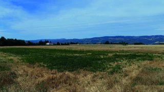 Gérer l’ambroisie après la moisson