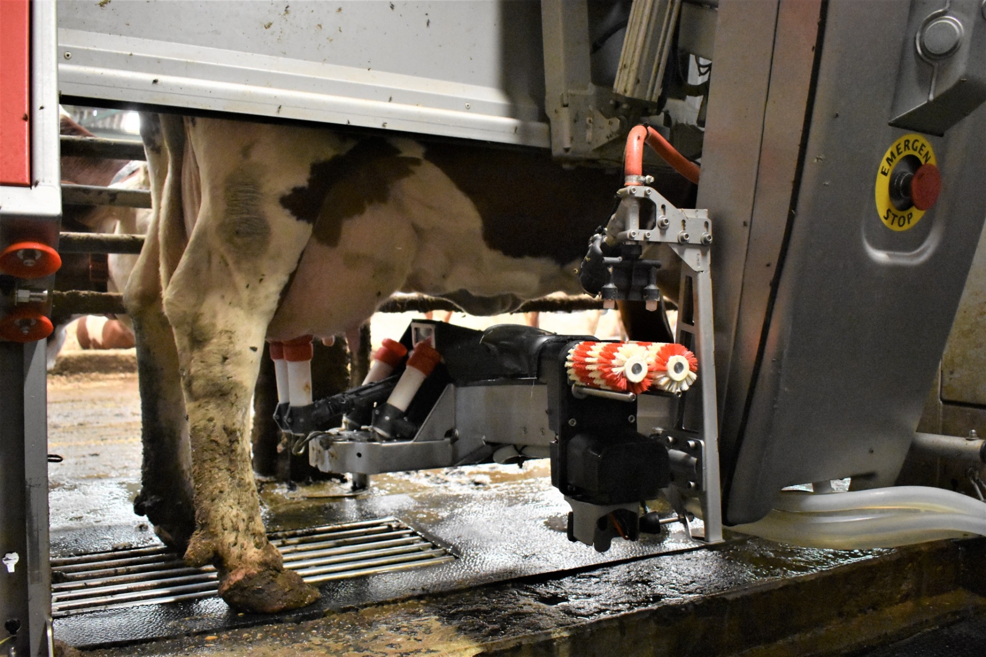 Traite Robotis E Plus De Confort Pour Les Vaches Et L Leveur L