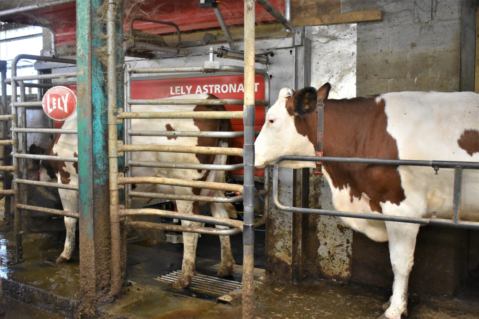 Traite Robotis E Plus De Confort Pour Les Vaches Et L Leveur L