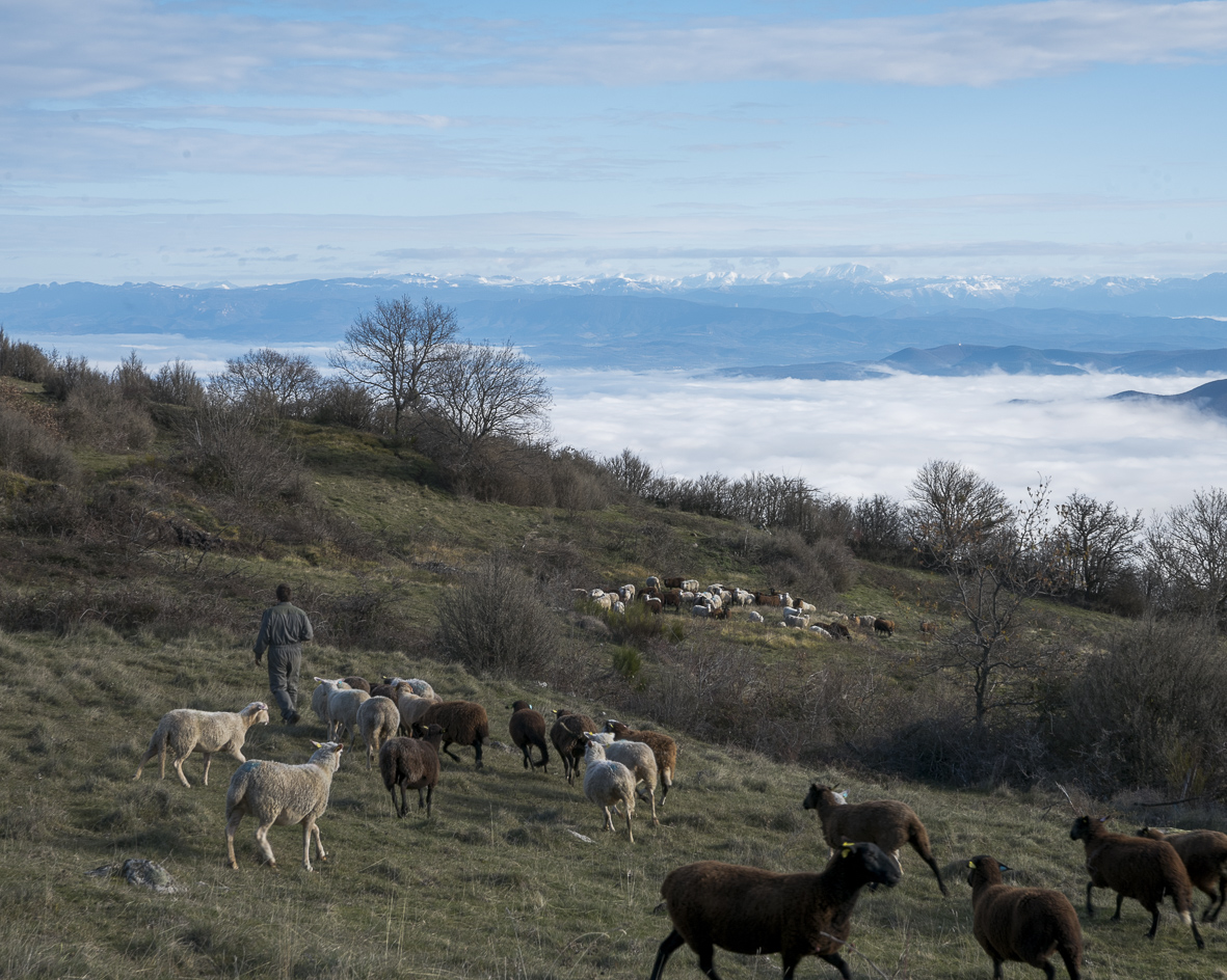 Se former à l’homéopathie en élevage de ruminants