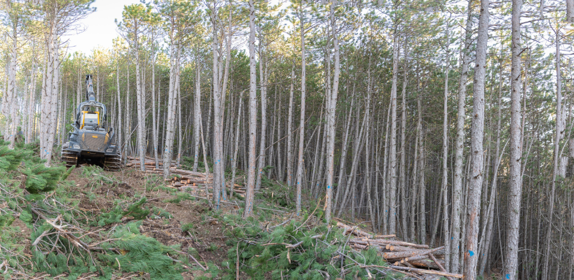 « La forêt devient un sujet de plus en plus d’actualité »