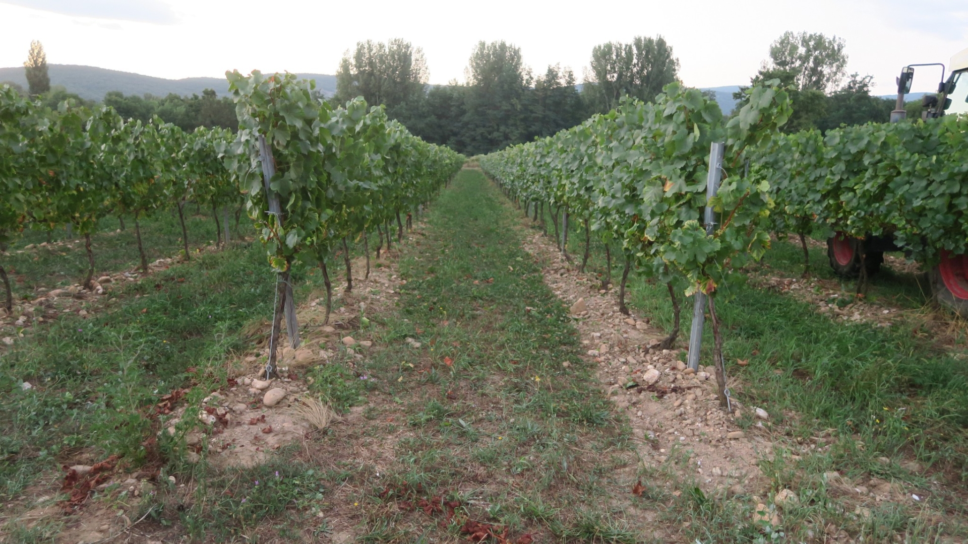 Les vendanges en sud Ardèche progressent crescendo