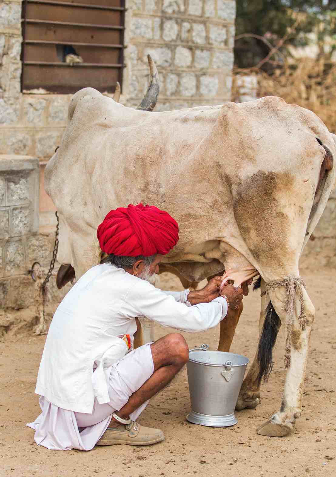 L’Inde a soif de lait
