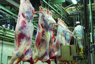 Abattoirs : un maillon essentiel pour la filière