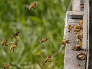 Le miel et les abeilles, un secteur à préserver