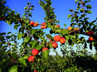 Abricot : comportement des nouvelles variétés à la Sefra