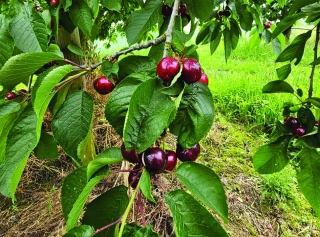 Le pluviomètre est plein pour les filières végétales