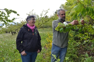 Premier lâcher de Ganaspis contre la Drosophila Suzukii