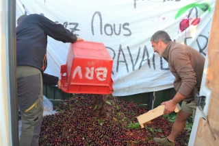 Des cerises déversées, pour faire réagir