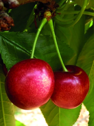 Pas de cerises traitées au Phosmet en France