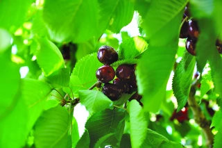 Les variétés de cerises à la loupe