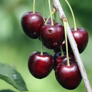 Aides pour les pertes en cerises : le guichet ouvert