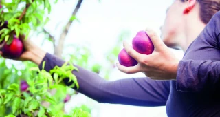 La main-d’œuvre, le fer de lance de l’arboriculture