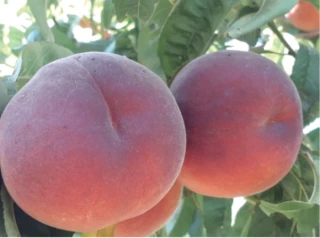 Pêches et nectarines : comportement des nouvelles variétés