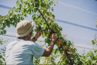 L’arboriculture en proie au changement climatique