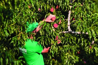 "Il faut que les fruits et légumes deviennent d’intérêt public"