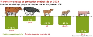 Viandes bio : baisse de production généralisée en 2023