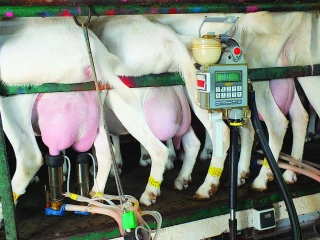 La production de lait biologique structurellement affaiblie