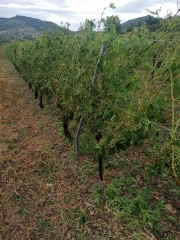 Orages et grêle : En Ardèche, l'agriculture subit de lourdes pertes