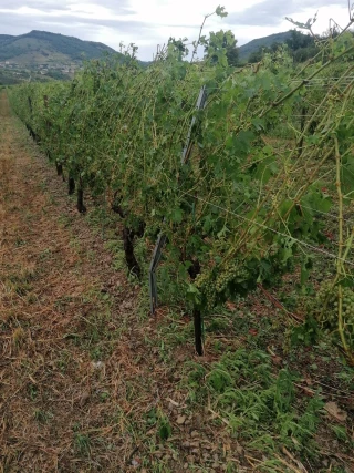 Orages et grêle : En Ardèche, l'agriculture subit de lourdes pertes