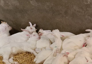 Des aides à l’engraissement de chevreaux à la ferme