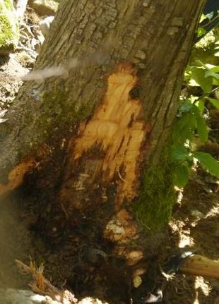 L'encre attaque les racines et l’écorce de la base du tronc, causant des suintements de liquide noirâtre.