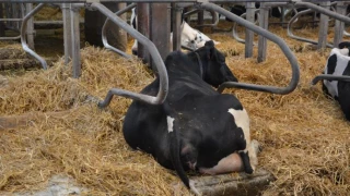 Des bâtiments adaptés au bien-être animal