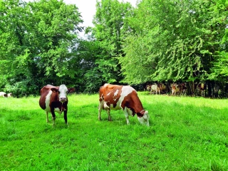 Comment gérer l’élévation cellulaire du lait en été ?