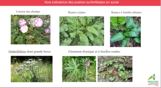 Santé des prairies : les plantes bio-indicatrices à la rescousse