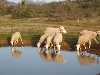 Abreuvement : attention à la qualité de l’eau