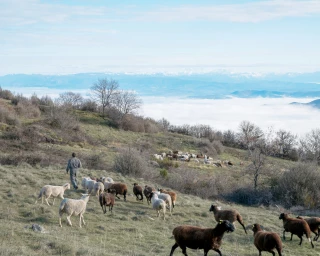 En Ardèche, les brebis font partie du paysage !