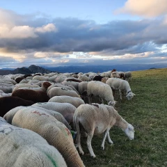 Quid de la surveillance de la MHE et de la transhumance des troupeaux ardéchois