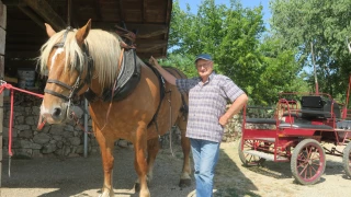 Meneur de chevaux de trait : une passion en héritage