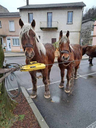 Plus de 60 chevaux présents à Labégude ! 