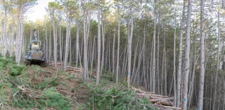 « La forêt devient un sujet de plus en plus d’actualité »