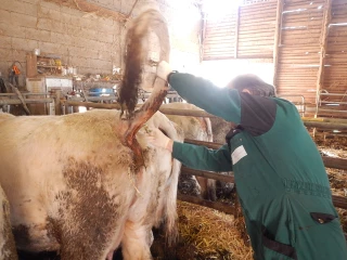 Prophylaxie des ruminants : « une image de marque du cheptel français »