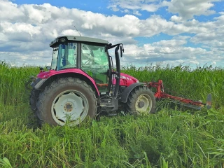 Couverts végétaux : réussir leur implantation