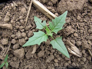 Reconnaître et gérer le datura