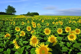 Bilan de la campagne tournesol en 2023