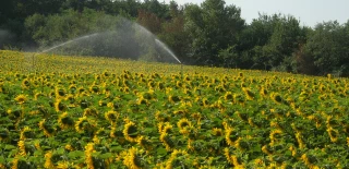 Arroser le tournesol, un investissement avantageux