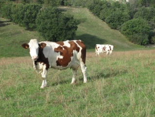 « Les producteurs de lait ont besoin de perspectives »