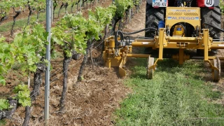 Les fraises interceps mulchent et désherbent les rangs de vigne