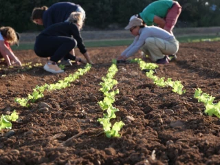 Rentabilité des micro-fermes, ergonomie et goutte-à-goutte au programme