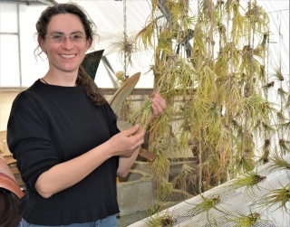 Au paradis des tillandsias, à Lagorce