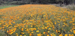 Malgré la conjoncture économique, les Ppam d'Ardèche résistent