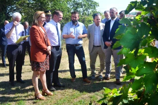 Après la grêle, le gouvernement auprès des viticulteurs