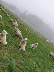 Le loup, une menace toujours vive