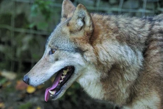 Le loup en Ardèche, un sentiment de « déjà-vu »