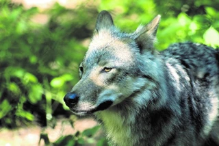 Un vœu pour changer le statut du loup