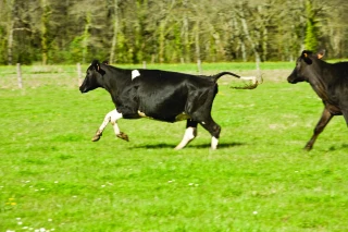 Mortellaro : une maladie dévastatrice pour les bovins